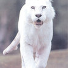 icet